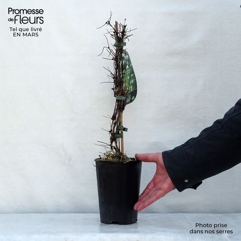 Exemplaar van Clematis alpina Plena - Alpenbosrank Pot van 2 l/3 l zoals geleverd in de lente