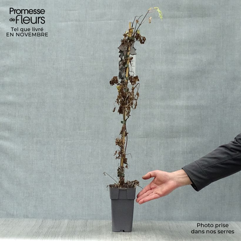Exemplaar van Clematis alpina Ocean Pearl - Alpenbosrank Pot van 2 l/3 l zoals geleverd in de herfst
