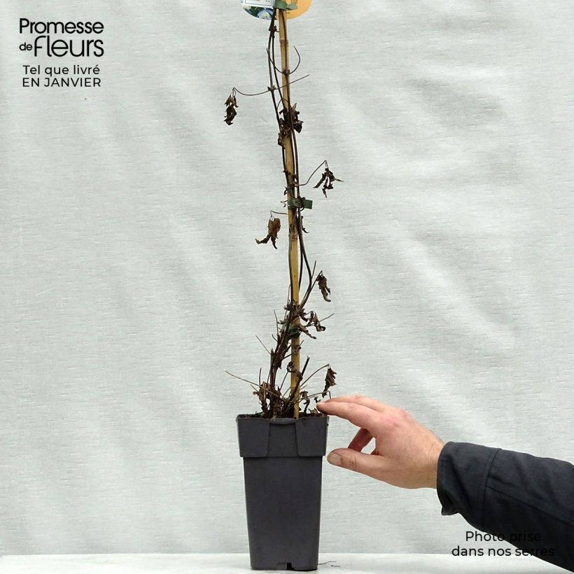 Example of Clématite - Clematis alpina Ocean Pearl   Pot van 2 l/3 l as you get in hiver