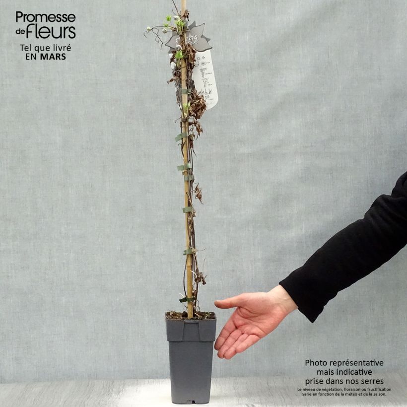 Exemplaar van Clematis alpina Ocean Pearl - Alpenbosrank Pot van 2 l/3 l zoals geleverd in de lente