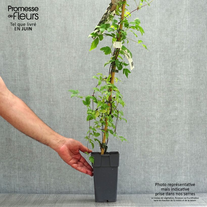 Exemplaar van Clematis alpina Ocean Pearl - Alpenbosrank Pot van 2 l/3 l zoals geleverd in de zomer