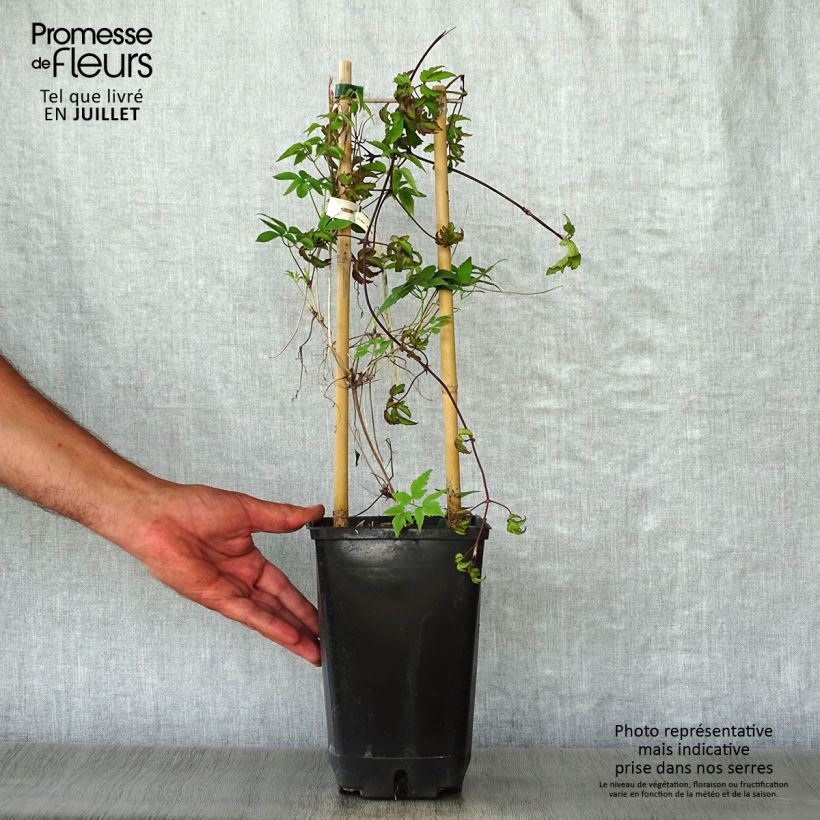 Exemplaar van Clematis alpina - Alpenbosrank Pot van 2 l/3 l zoals geleverd in de zomer