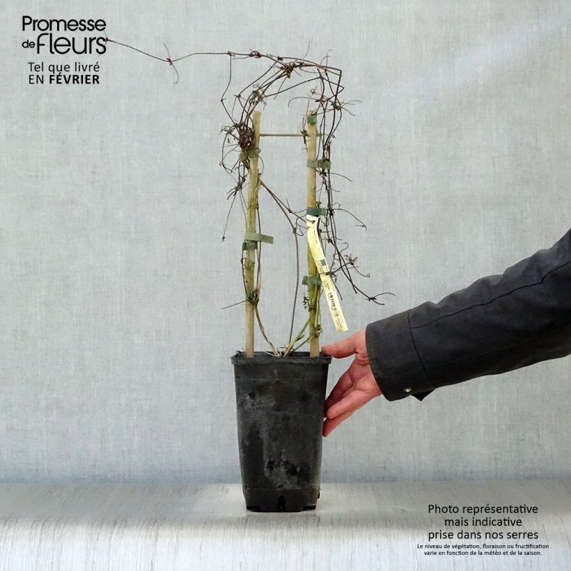 Example of Clématite - Clematis alpina  Pot van 2 l/3 l as you get in hiver