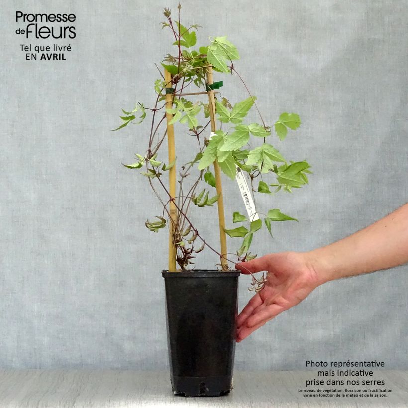 Exemplaar van Clematis alpina - Alpenbosrank Pot van 2 l/3 l zoals geleverd in de lente