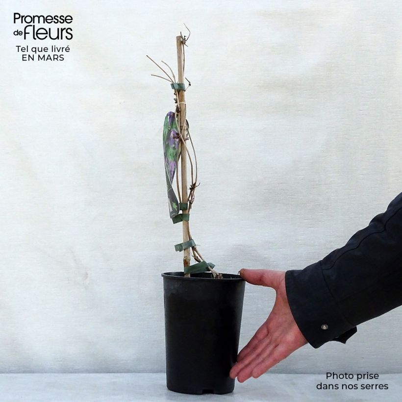 Exemplaar van Clematis alpina Ruby - Alpenbosrank Pot van 2 l/3 l zoals geleverd in de lente