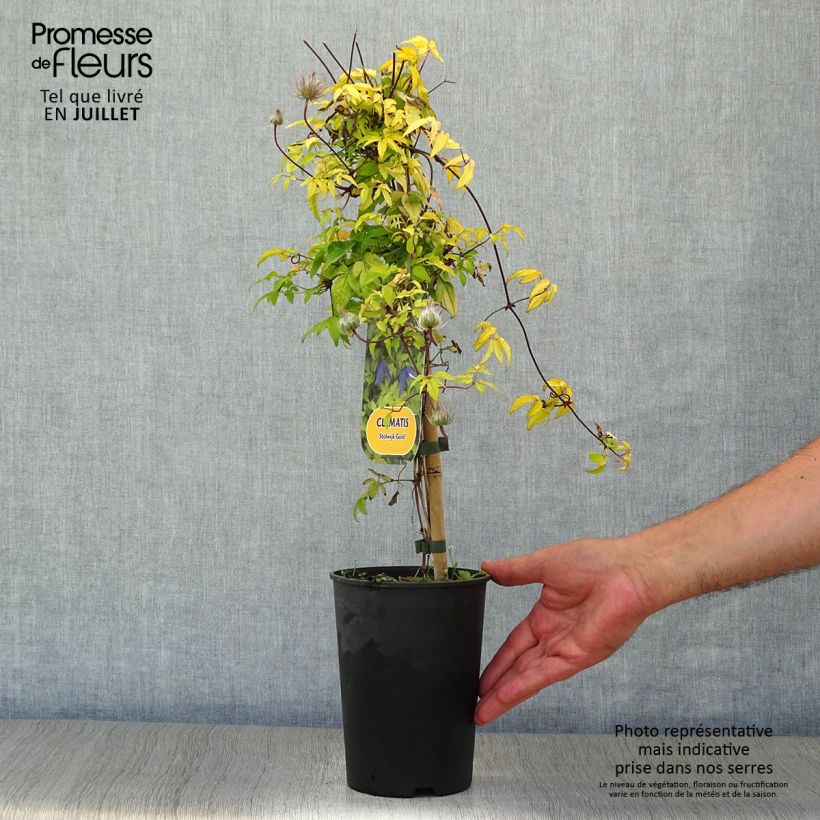 Exemplaar van Clematis Stolwijk Gold - Alpenbosrank Pot van 2 l/3 l zoals geleverd in de zomer