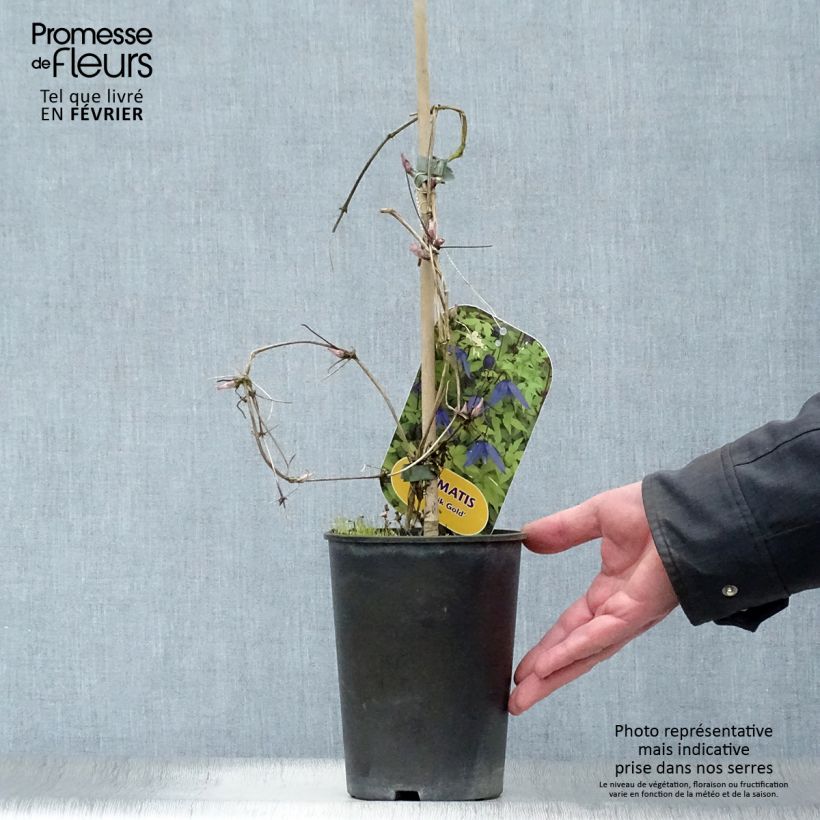 Example of Clématite - Clematis alpina Stolwijk Gold Pot van 2 l/3 l as you get in hiver