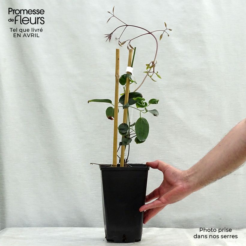 Exemplaar van Clematis armandii Apple Blossom - Groenblijvende bosrank Pot van 2 l/3 l zoals geleverd in de lente