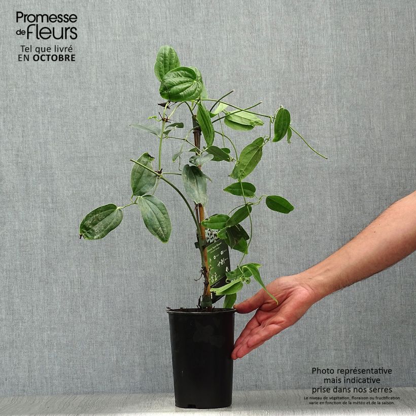 Exemplaar van Clematis armandii Apple Blossom - Groenblijvende bosrank Pot van 2 l/3 l zoals geleverd in de herfst