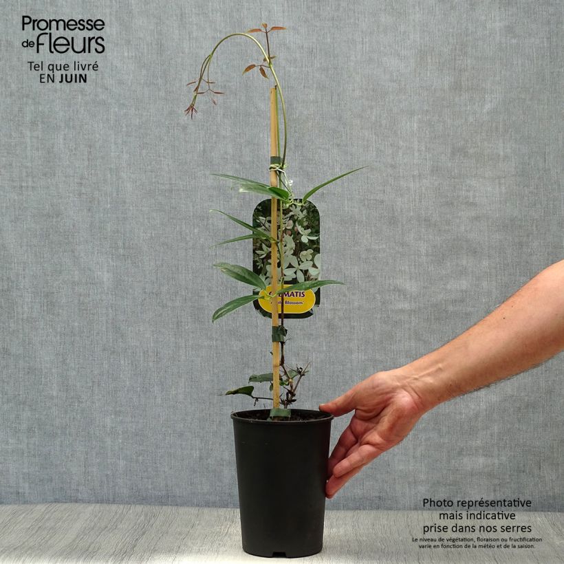 Exemplaar van Clematis armandii Apple Blossom - Groenblijvende bosrank Pot van 2 l/3 l zoals geleverd in de zomer