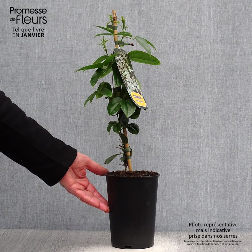 Example of Clematis armandii Apple Blossom - Groenblijvende bosrank Pot van 2 l/3 l as you get in hiver