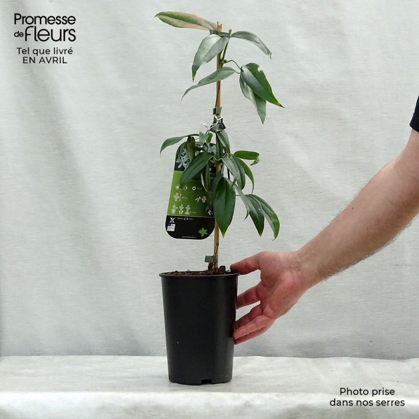 Exemplaar van Clematis armandii Little White Charm - Groenblijvende bosrank Pot van 2 l/3 l zoals geleverd in de lente