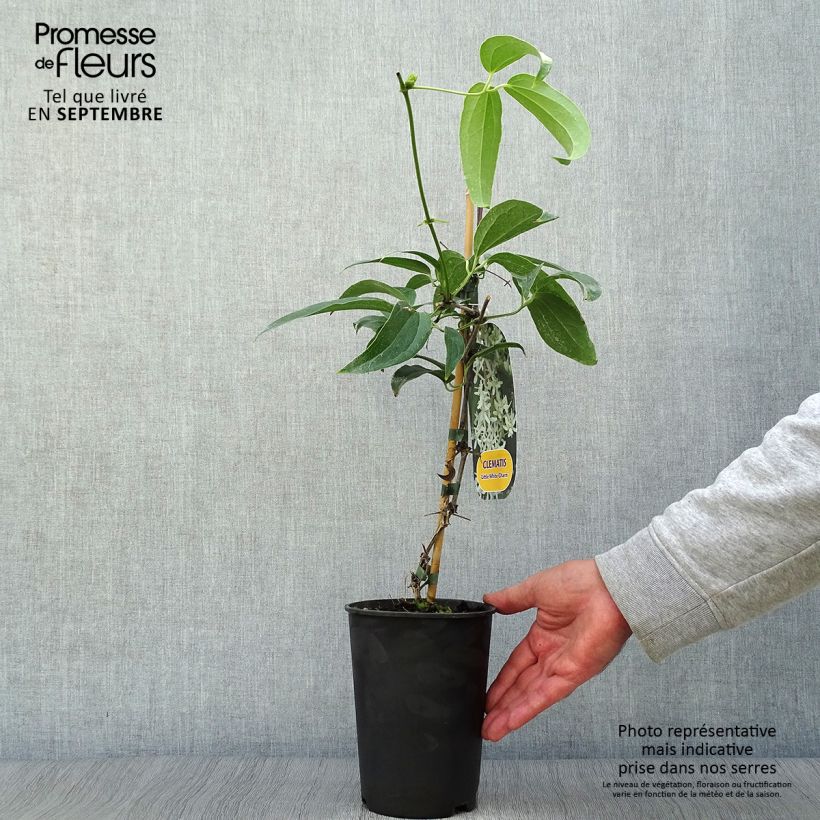 Exemplaar van Clematis armandii Little White Charm - Groenblijvende bosrank Pot van 2 l/3 l zoals geleverd in de herfst