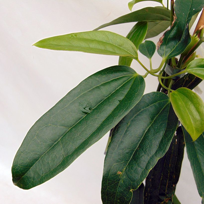 Clematis armandii Snowdrift - Groenblijvende bosrank (Foliage)