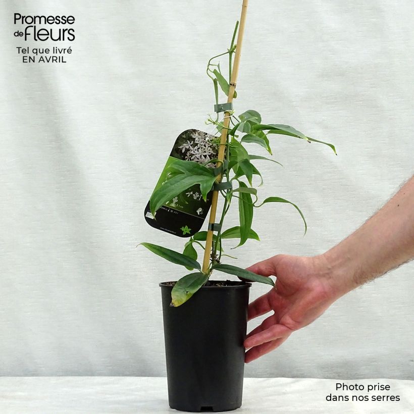 Exemplaar van Clematis armandii Snowdrift - Groenblijvende bosrank Pot van 2 l/3 l zoals geleverd in de lente