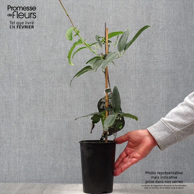 Exemplaar van Clematis armandii Snowdrift - Groenblijvende bosrank Pot van 2 l/3 l zoals geleverd in de herfst