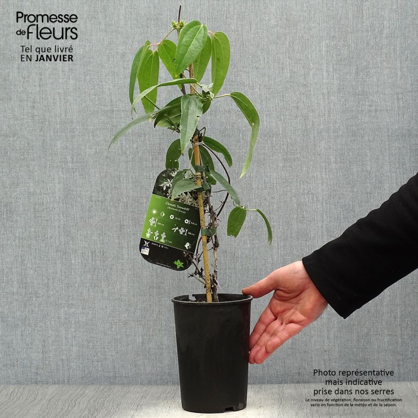 Example of Clématite - Clematis armandii Snowdrift Pot van 2 l/3 l as you get in hiver