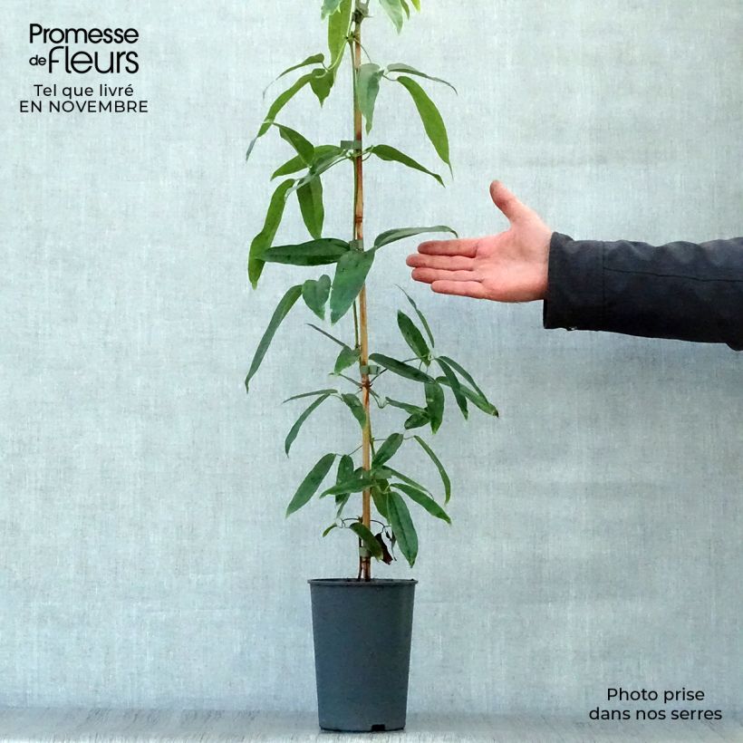 Exemplaar van Clematis armandii - Groenblijvende bosrank Pot van 2 l/3 l zoals geleverd in de herfst