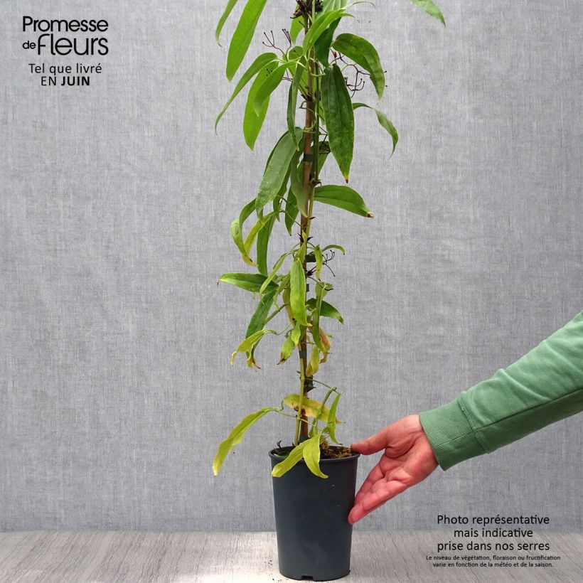 Exemplaar van Clematis armandii - Groenblijvende bosrank Pot van 2 l/3 l zoals geleverd in de zomer