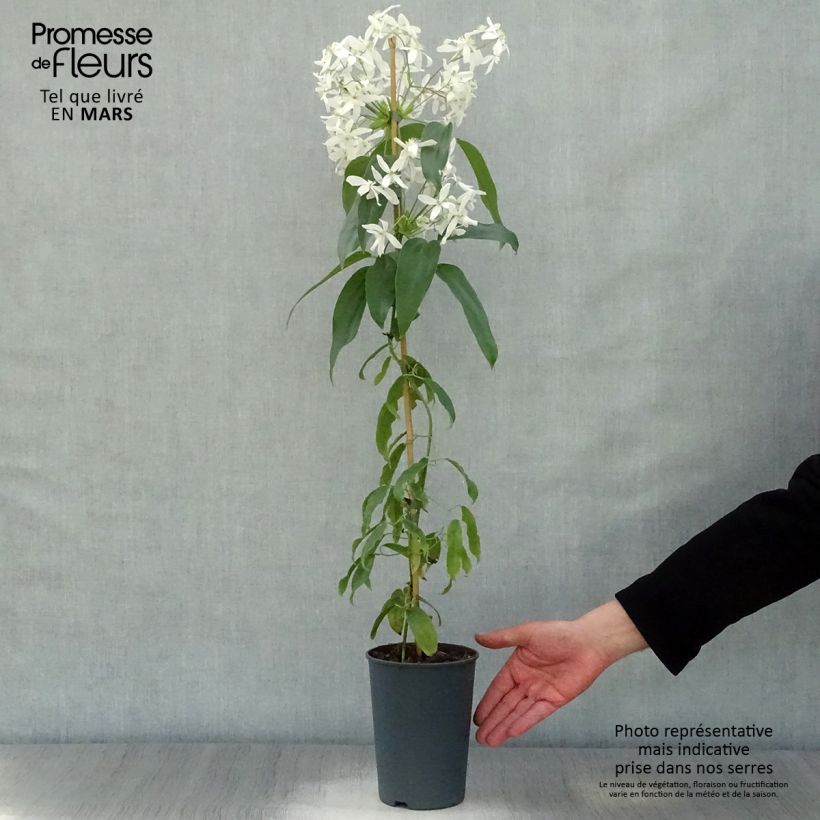 Exemplaar van Clematis armandii - Groenblijvende bosrank Pot van 2 l/3 l zoals geleverd in de lente