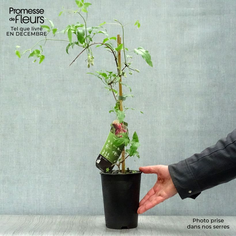 Example of Clematis cirrhosa Advent Bells - Groenblijvende bosrank Pot van 2 l/3 l as you get in hiver