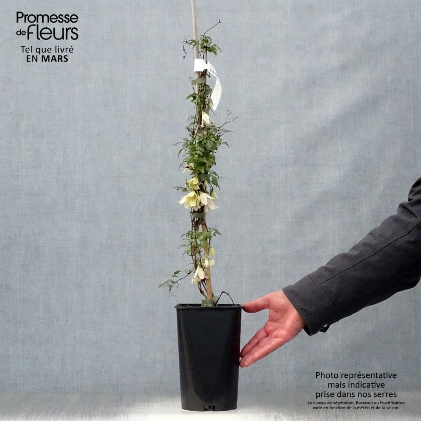 Exemplaar van Clematis cirrhosa Balearica - Groenblijvende bosrank Pot van 2 l/3 l zoals geleverd in de lente