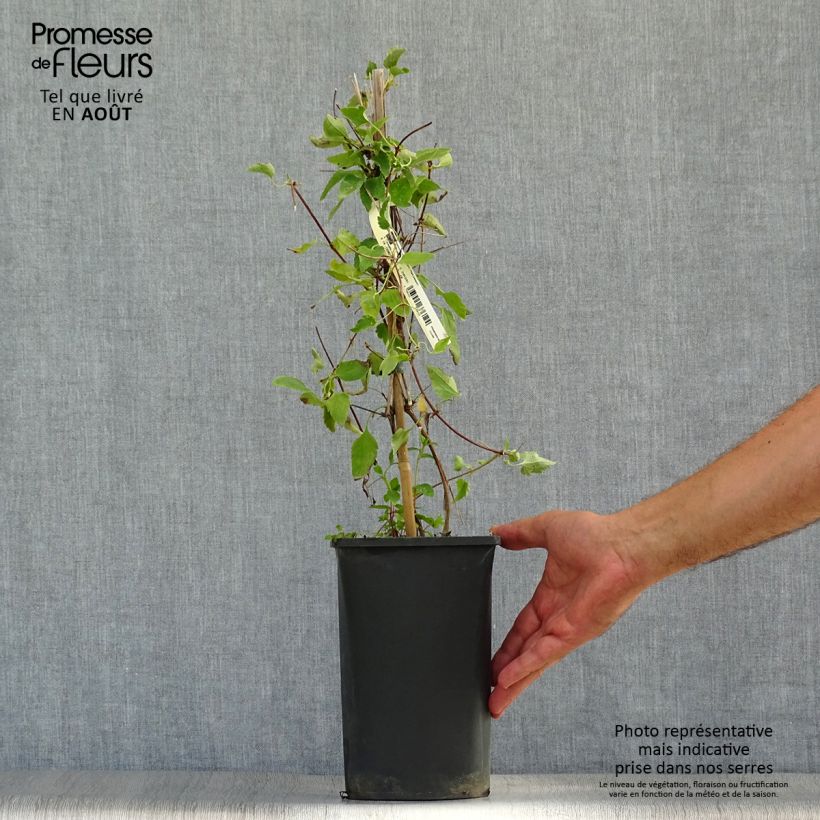 Exemplaar van Clematis cirrhosa Freckles - Groenblijvende bosrank Pot van 2 l/3 l zoals geleverd in de zomer