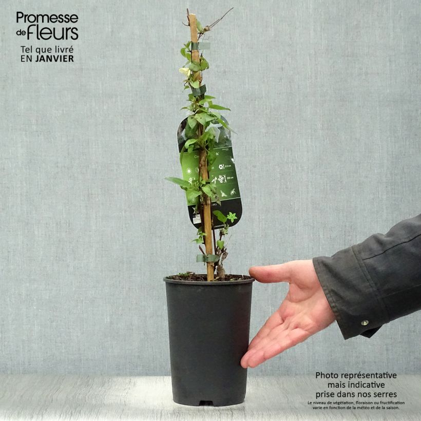 Example of Clematis cirrhosa Jingle Bells - Groenblijvende bosrank Pot van 2 l/3 l as you get in hiver