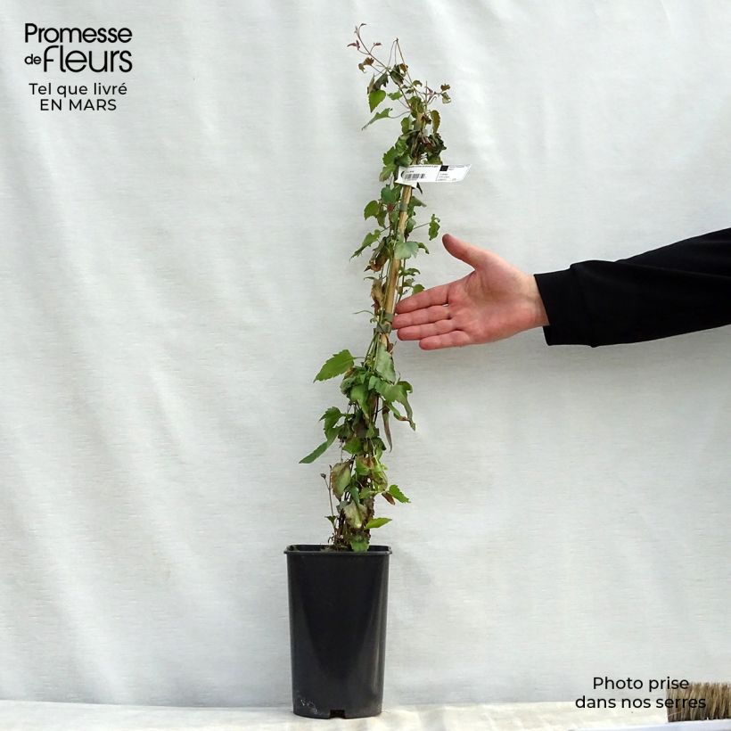 Exemplaar van Clematis cirrhosa Lansdowne Gem - Groenblijvende bosrank Pot van 2 l/3 l zoals geleverd in de lente