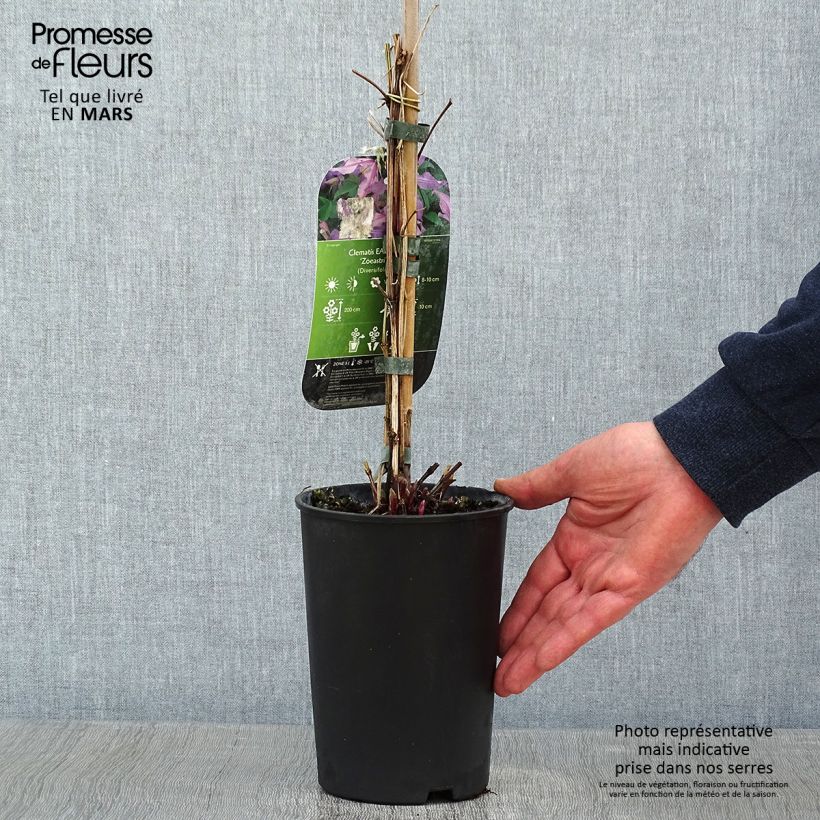 Example of Clematis diversifolia East River - Struikclematis Pot van 2 l/3 l as you get in hiver