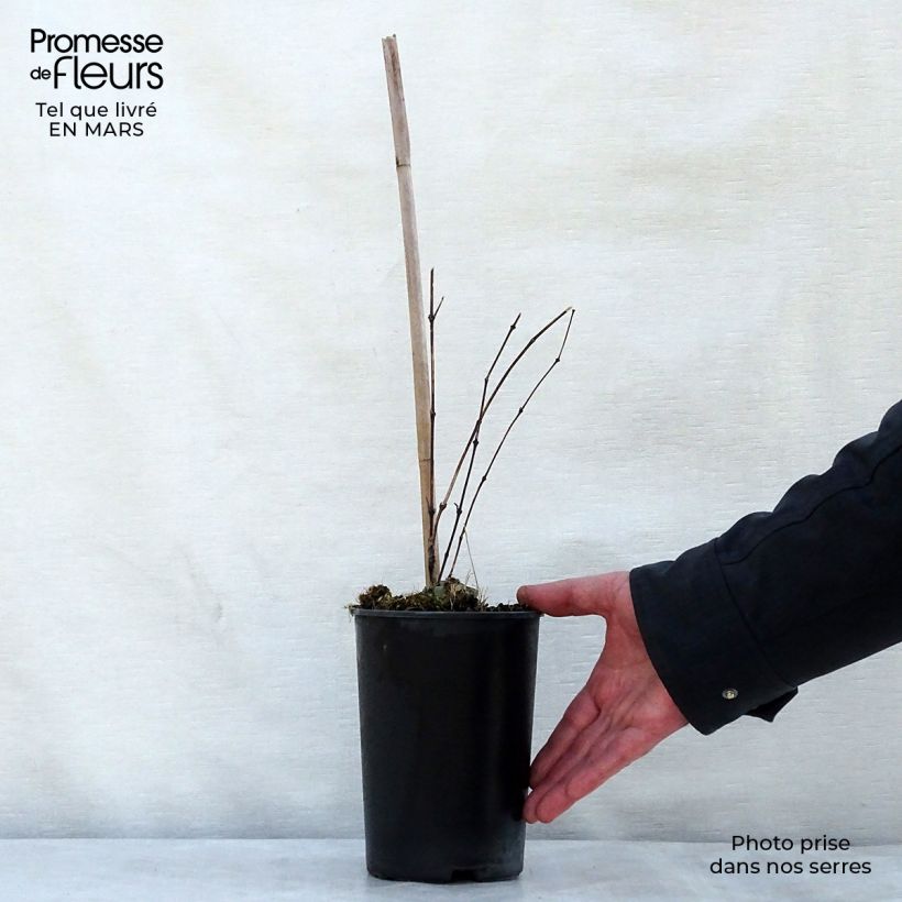 Exemplaar van Clematis diversifolia River Star - Kleinbloemige clematis Pot van 2 l/3 l zoals geleverd in de lente