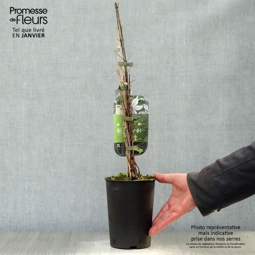 Example of Clématite - Clematis diversifolia River Star Pot van 2 l/3 l as you get in hiver