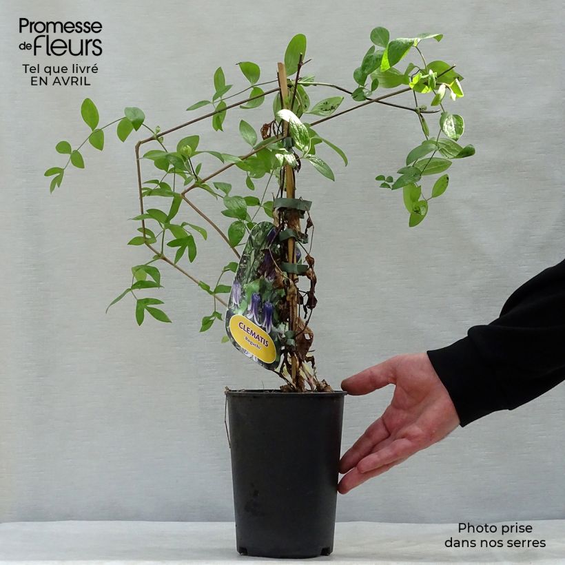 Exemplaar van Clematis diversifolia Rooguchi - Kleinbloemige clematis Pot van 2 l/3 l zoals geleverd in de lente