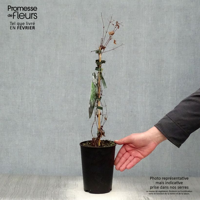 Example of Clematis diversifolia White Arabella - Struikclematis Pot van 2 l/3 l as you get in hiver