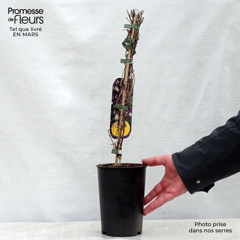 Exemplaar van Clematis flammula Aromatica - Kleinbloemige clematis Pot van 2 l/3 l zoals geleverd in de lente