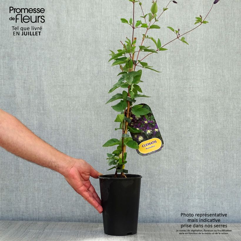 Exemplaar van Clematis flammula Aromatica - Kleinbloemige clematis Pot van 2 l/3 l zoals geleverd in de zomer