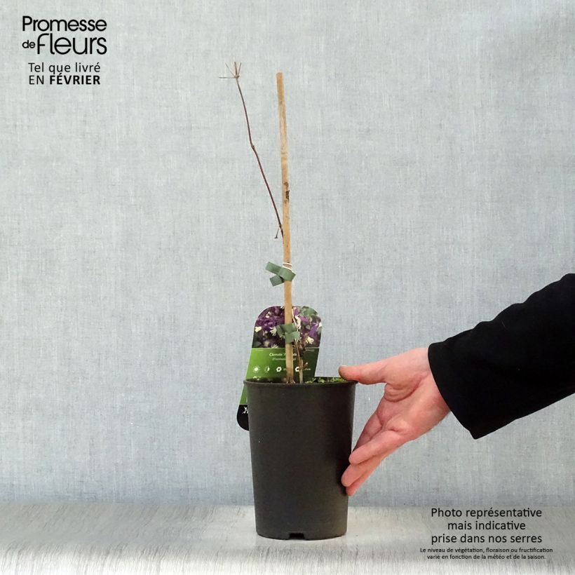 Example of Clématite - Clematis flammula Aromatica Pot van 2 l/3 l as you get in hiver