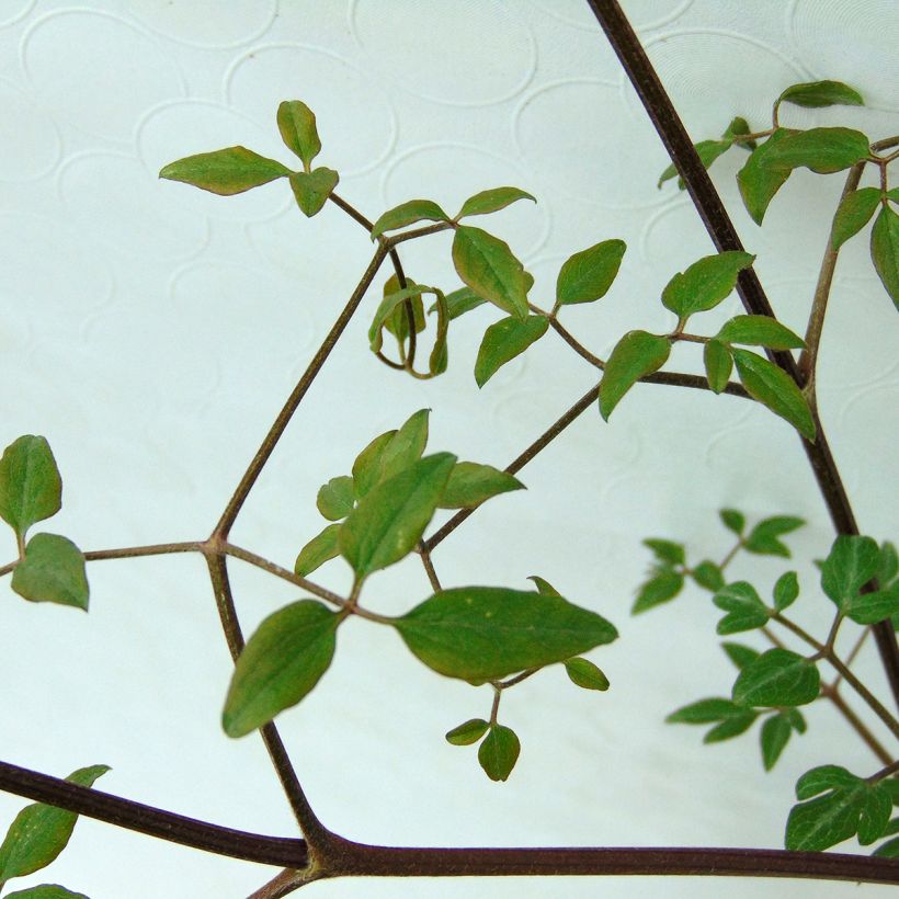 Clematis flammula Sweet Summer Love - Kleinbloemige clematis (Foliage)