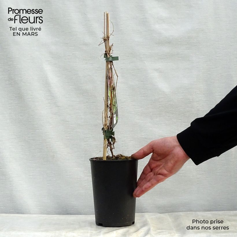 Exemplaar van Clematis flammula rubromarginata - Kleinbloemige clematis Pot van 2 l/3 l zoals geleverd in de lente