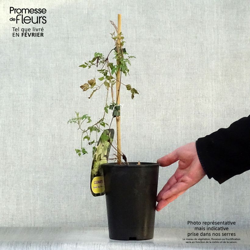Example of Clématite - Clematis florida Alba Plena Pot van 2 l/3 l as you get in hiver