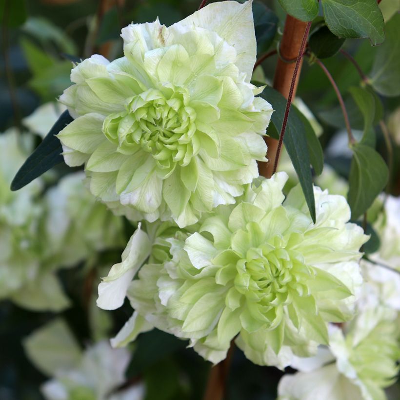 Clematis florida alba plena - Dubbelbloemige bosrank (Bloei)