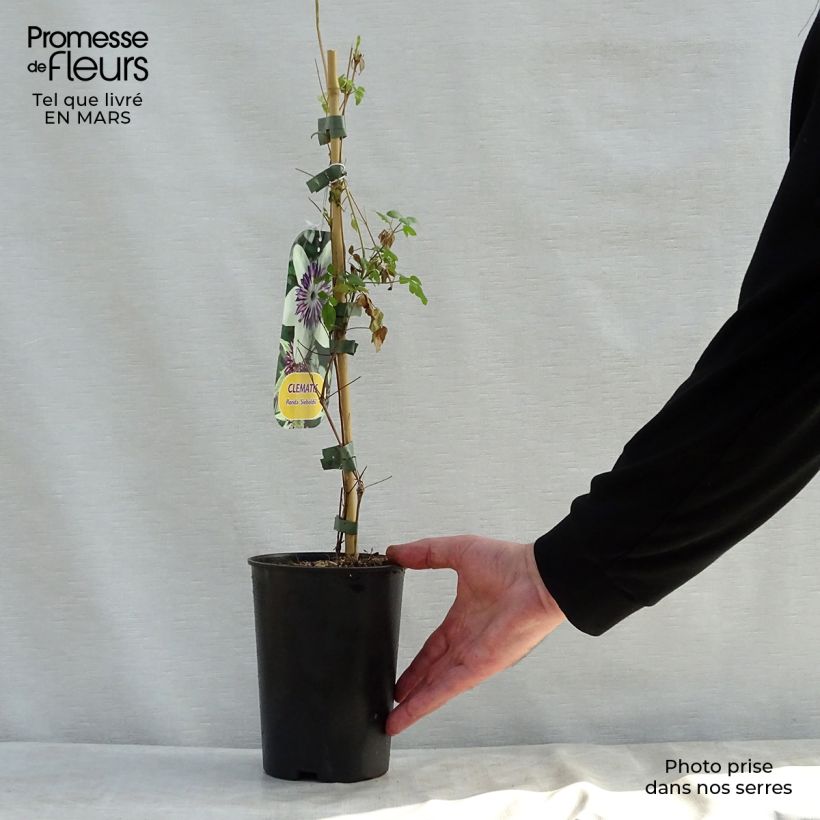 Exemplaar van Clematis florida Sieboldii - bosrank Pot van 2 l/3 l zoals geleverd in de lente