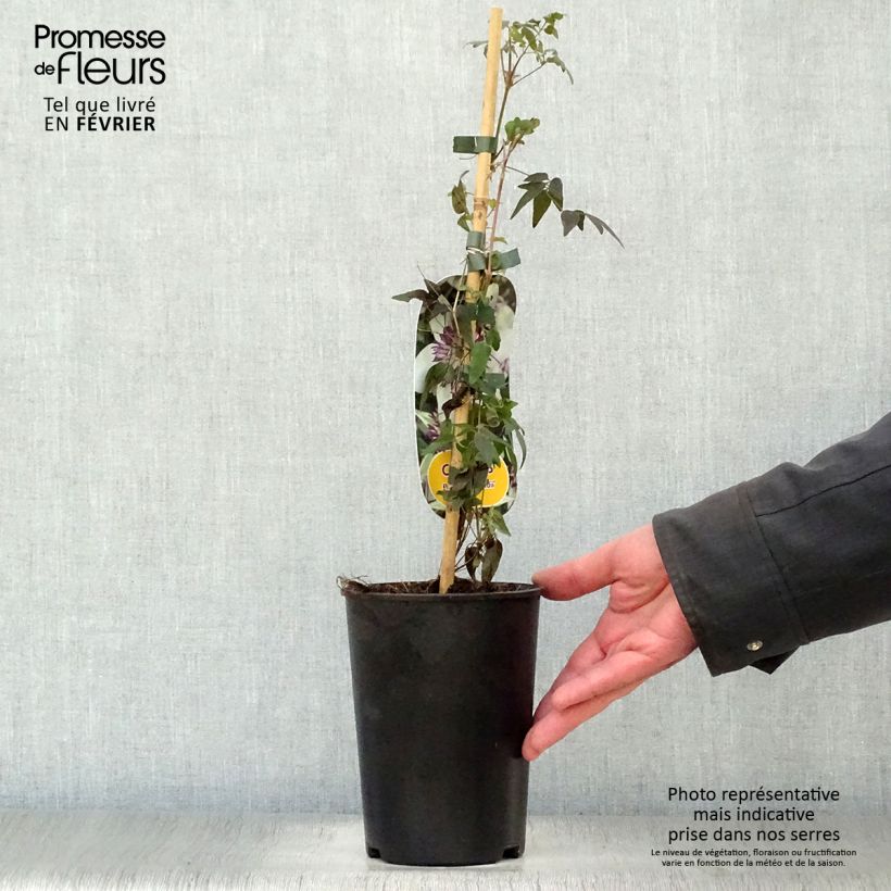 Example of Clématite - Clematis florida Sieboldii Pot van 2 l/3 l as you get in hiver