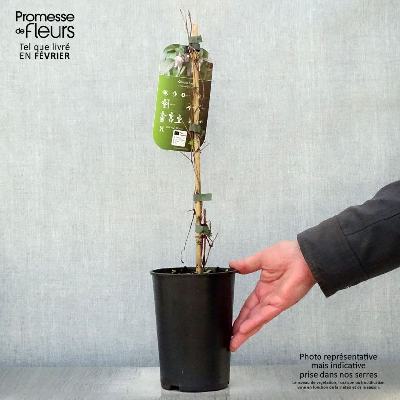 Example of Clématite - Clematis fusca Pot van 2 l/3 l as you get in hiver