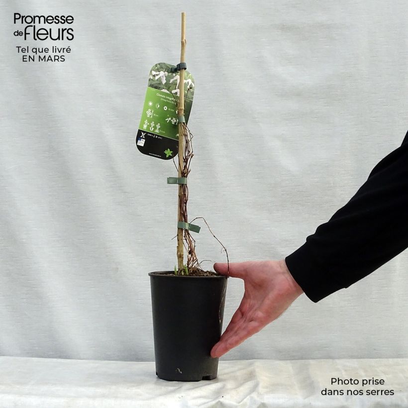 Exemplaar van Clematis integrifolia Alba - Struikclematis wit Pot van 2 l/3 l zoals geleverd in de lente