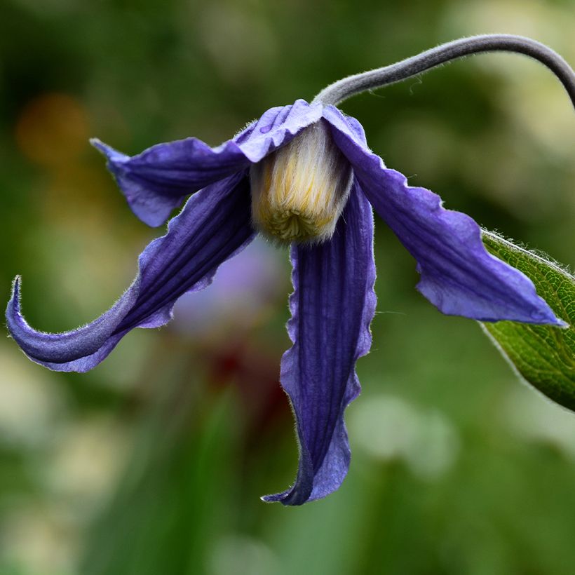 Clematis integrifolia Baby Blue - Struikclematis (Bloei)