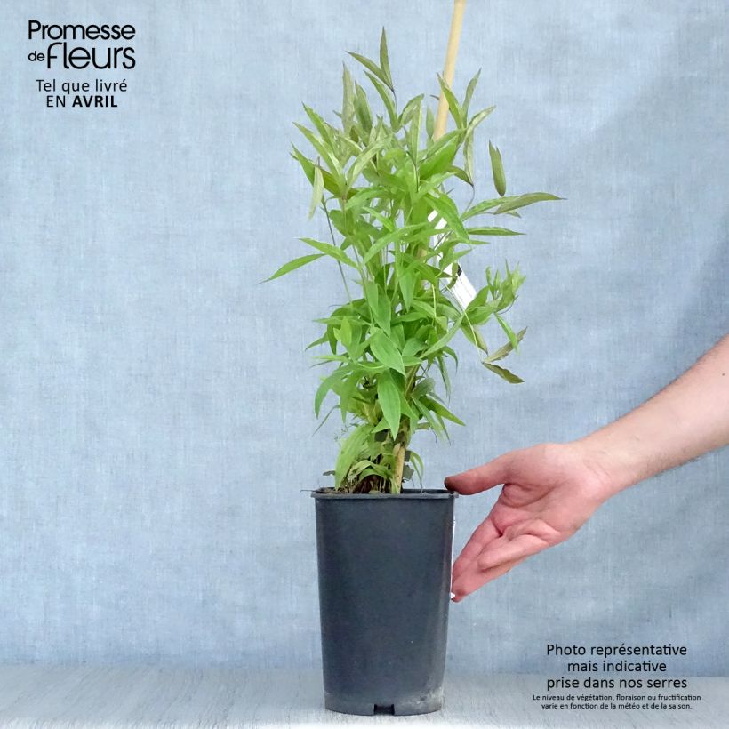 Exemplaar van Clematis integrifolia Baby White - Struikclematis Pot van 2 l/3 l zoals geleverd in de lente