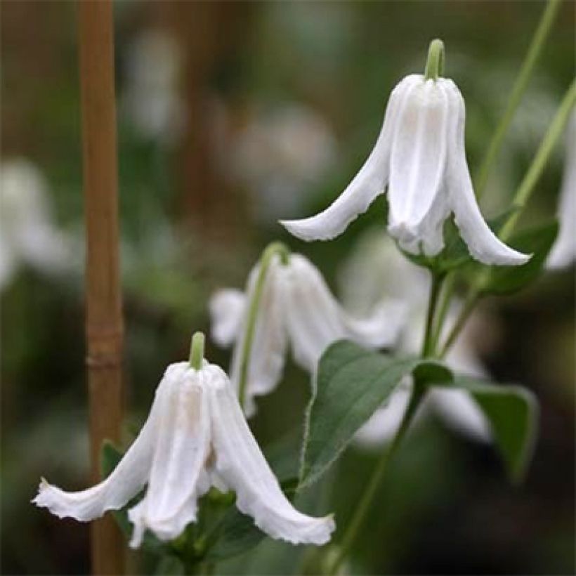 Clematis integrifolia Baby White - Struikclematis (Bloei)