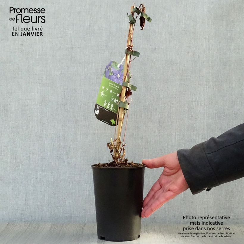 Example of Clématite - Clematis integrifolia Durandii Pot van 2 l/3 l as you get in hiver
