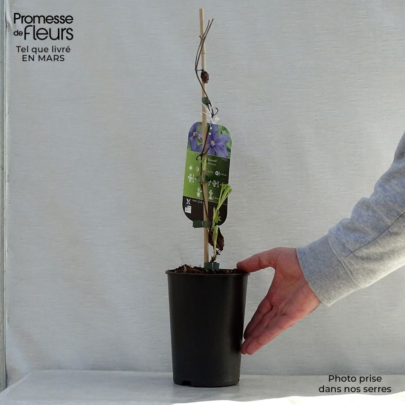 Exemplaar van Clematis integrifolia Durandii - Struikclematis Pot van 2 l/3 l zoals geleverd in de lente